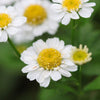 300 FEVERFEW Tanacetum Parthenium Herb Flower Seeds