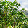 15 ARABICA COFFEE Tree Shrub Seeds - Grow your own coffee!
