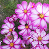 300 CANDY STRIPE COSMOS Bipinnatus Pink White Flower Seeds