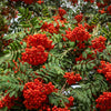 20 ASH TREE Mountain / Amur / Rowan - Sorbus Aucuparia Seeds