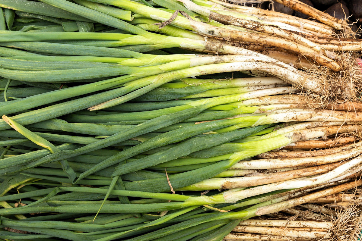 Evergreen Nebuka Bunching Onion Seeds – Japanese Allium Fistulosum Vegetable – photo 7