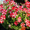 Star Mix Petunia Seeds – Mixed Colors Petunia Violacea Flower Seeds Red Blue Purple – photo 13