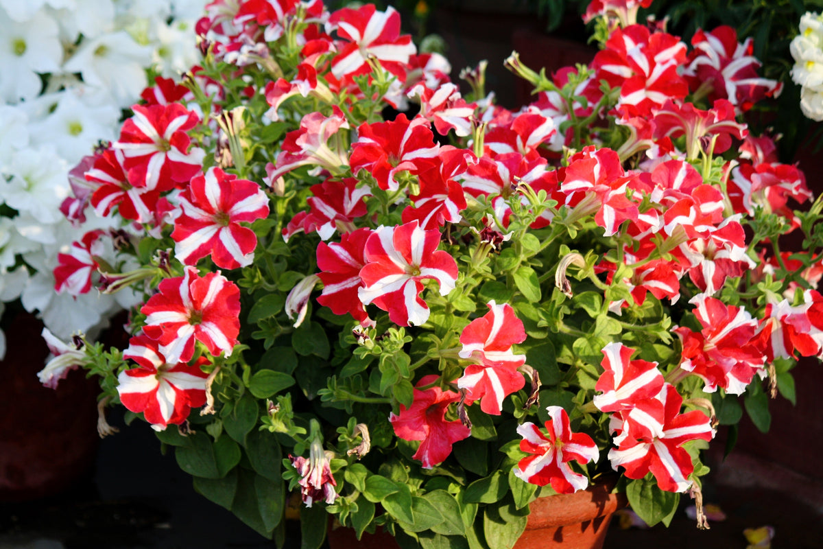 Star Mix Petunia Seeds – Mixed Colors Petunia Violacea Flower Seeds Red Blue Purple – photo 13