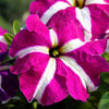 Star Mix Petunia Seeds – Mixed Colors Petunia Violacea Flower Seeds Red Blue Purple – photo 16