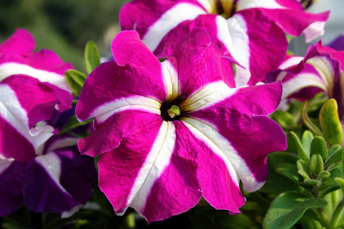 Star Mix Petunia Seeds – Mixed Colors Petunia Violacea Flower Seeds Red Blue Purple – photo 16