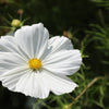350 PURITY WHITE COSMOS Cosmos Bipinnatus Flower Seeds