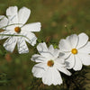 350 PURITY WHITE COSMOS Cosmos Bipinnatus Flower Seeds