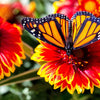 Arizona Sun Gaillardia Seeds – Pulchella Indian Blanket Flower – photo 5