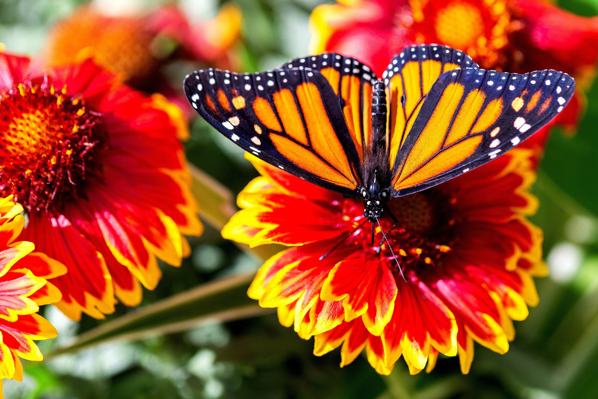 Arizona Sun Gaillardia Seeds – Pulchella Indian Blanket Flower – photo 5