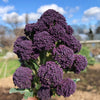 200 PURPLE SPROUTING BROCCOLI Brassica Oleracea Vegetable Seeds