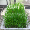 Long Grain Brown White Rice Seeds – Oryza Sativa Vegetable – photo 6