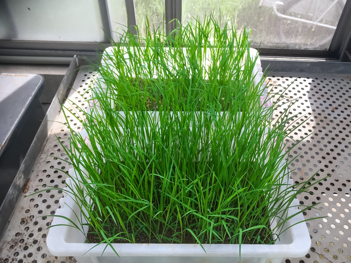 Long Grain Brown White Rice Seeds – Oryza Sativa Vegetable – photo 6