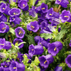 200 Blue CANTERBURY BELLS - CAMPANULA Medium Flower Seeds