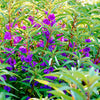 Impatiens Seeds – (Balsam / Lady Slipper / Touch Me Not) Impatiens Balsamina Flower – photo 7