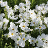 350 PURITY WHITE COSMOS Cosmos Bipinnatus Flower Seeds