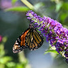 50 VIOLET BUTTERFLY BUSH Buddleja Davidii Purple Flower Seeds