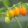 150 PLUM YELLOW TOMATO Lycopersicon Heirloom Indeterminate Fruit Vegetable Seeds
