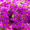 Mixed Colors Butterfly Orchid Seeds – (Poor Mans Orchid / Angel Wings) Schizanthus Wisetonensis Flower – photo 13