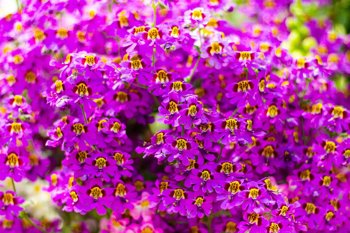 Mixed Colors Butterfly Orchid Seeds – (Poor Mans Orchid / Angel Wings) Schizanthus Wisetonensis Flower – photo 13