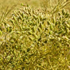 500 Organic CUMIN Cuminum Cyminum Herb Flower Seeds