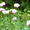 350 TASMANIAN Purple & White POPPY Papaver Somniferum Flower Seeds