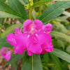 Impatiens Seeds – (Balsam / Lady Slipper / Touch Me Not) Impatiens Balsamina Flower – photo 4