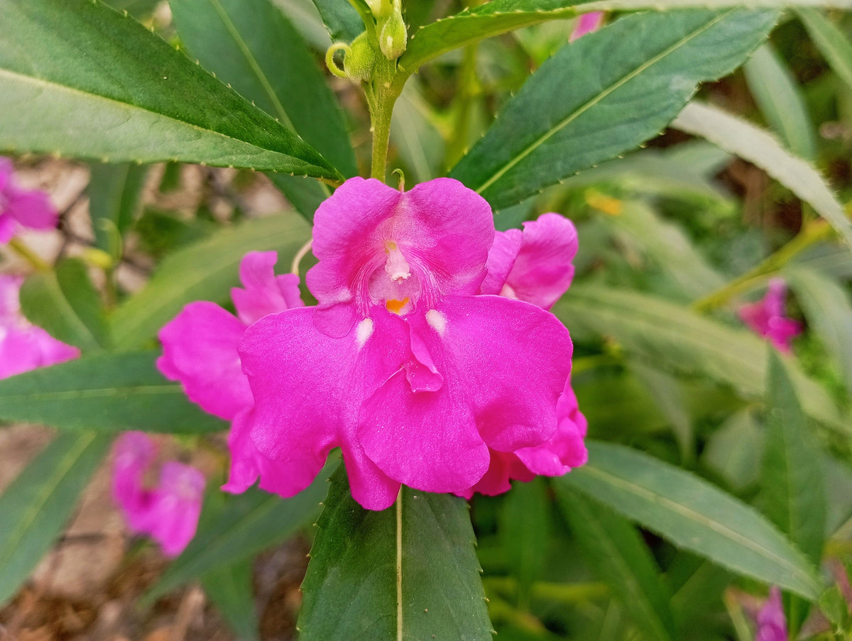 Impatiens Seeds – (Balsam / Lady Slipper / Touch Me Not) Impatiens Balsamina Flower – photo 4
