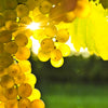 30 WINE GRAPE Vitis Viniferia Domestic Mixed Colors Fruit Vine Seeds