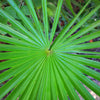 30 CALIFORNIA FAN PALM Tree Petticoat Arizona Desert Washingtonia Filifera Seeds
