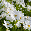 350 PURITY WHITE COSMOS Cosmos Bipinnatus Flower Seeds