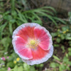 Pink & White Poppy Papaver Somniferum Flower Seeds – photo 13