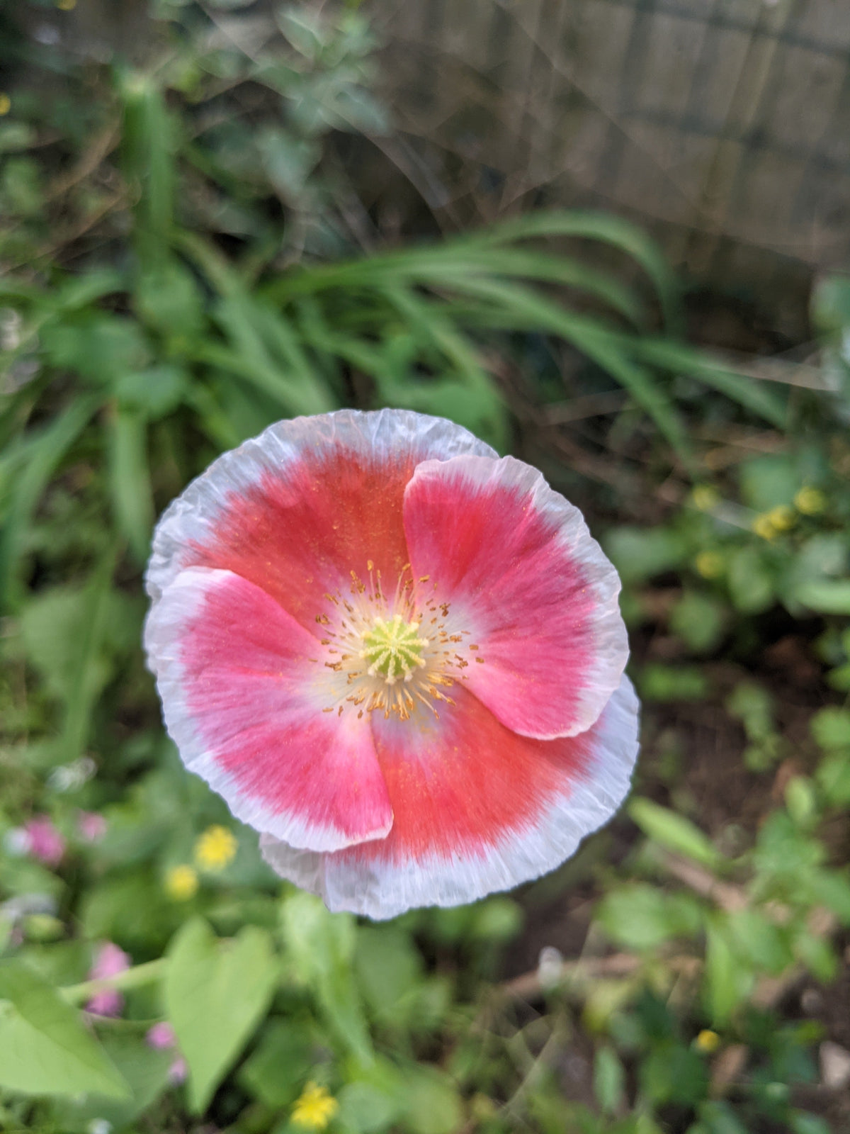 Pink & White Poppy Papaver Somniferum Flower Seeds – photo 13
