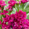 50 Rose PINK STOCK Matthiola Incana Ten-Week Gillyflower Seeds