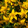 Great Saint Johns Wort Seeds – St John's Hypericum Pyramidatum Yellow Flower Herb' – photo 3