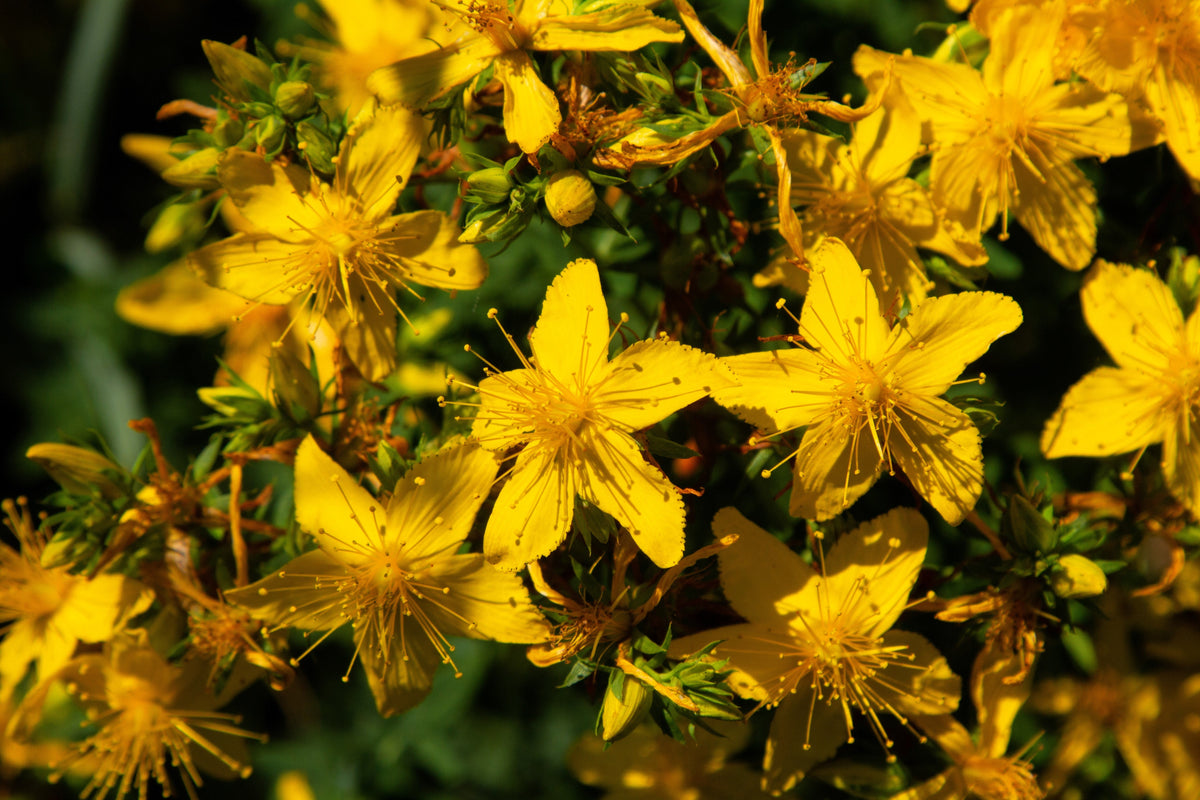 Great Saint Johns Wort Seeds – St John's Hypericum Pyramidatum Yellow Flower Herb' – photo 3