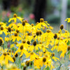 100 YELLOW CONEFLOWER Ratibida Pinnata Flower Seeds
