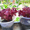 3000 Leaf Lettuce RED SALAD BOWL Lactuca Sativa Vegetable Seeds