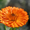 500 PACIFIC Beauty ORANGE MARIGOLD Calendula Officinalis Flower Seeds