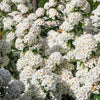 50 White CHINESE SPIREA Spiraea Chinensis Flower Bush Shrub Seeds