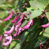 Ruby Moon Hyacinth Bean Seeds – Lablab Purpureus Blue Purple White Flower Ornamental Vine