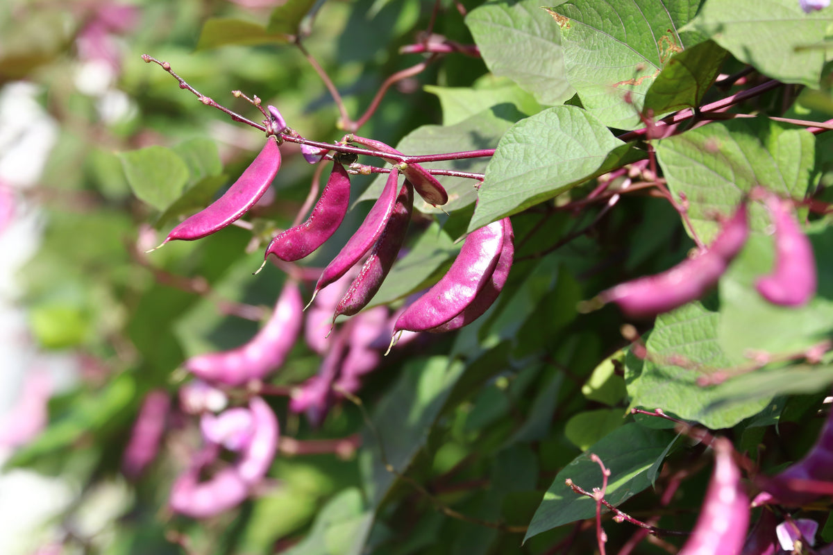 Ruby Moon Hyacinth Bean Seeds – Lablab Purpureus Blue Purple White Flower Ornamental Vine