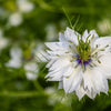 500 LOVE In A MIST PERSIAN Jewels Mixed Colors (Fennel Flower) Nigella Damascena Flower Seeds