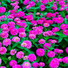 250 PURPLE PRINCE ZINNIA Elegans Flower Seeds