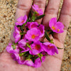 50 RED ROCK PURSLANE ' Ruby Tuesday ' Calandrinia Umbellata Magenta Flower Herb Seeds