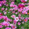 Pink Cosmos Radiance Seeds – Bipinnatus Flower – photo 2
