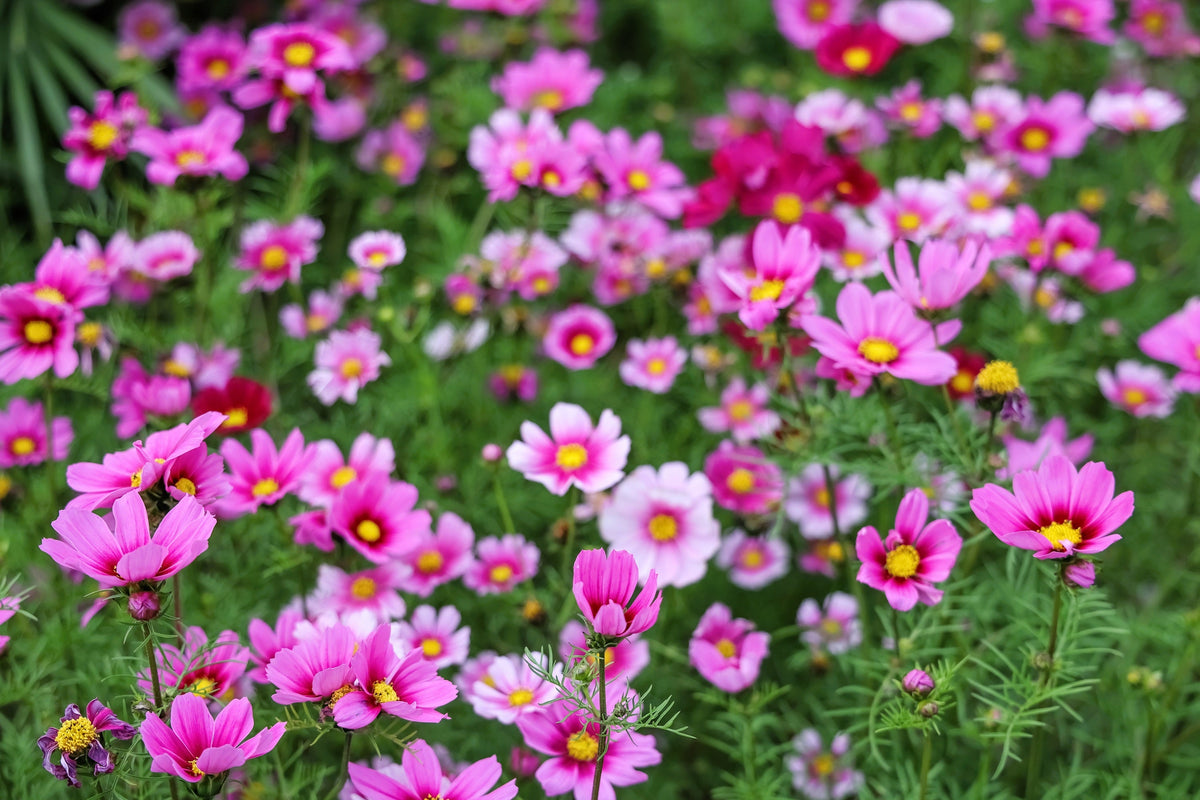 Pink Cosmos Radiance Seeds – Bipinnatus Flower – photo 2