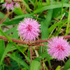 100 MIMOSA Pudica / SENSITIVE PLANT / Touch Me Not Flower Seeds