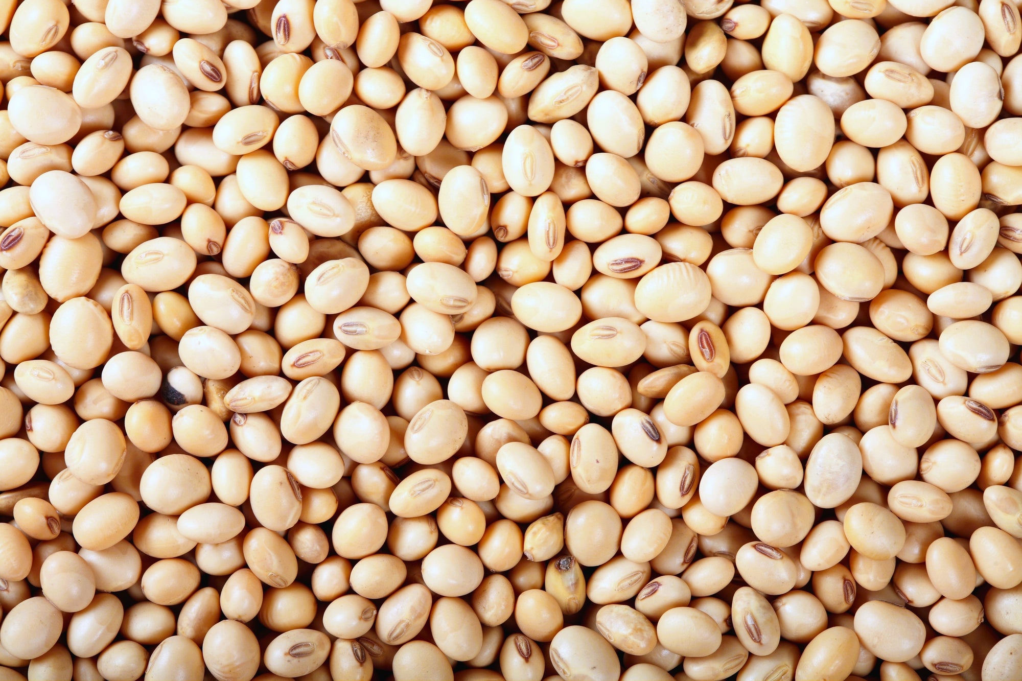 100 Texas CREAM COW PEA Southern Pea Bush Vigna Unguiculata Vegetable Seeds