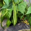 Tendergreen Green Bean Seeds – Phaseolus Vulgaris Vegetable – photo 4
