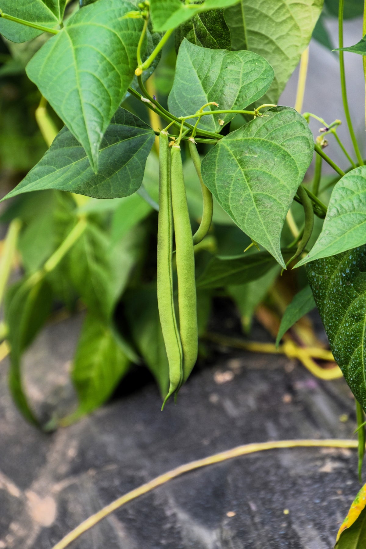 Tendergreen Green Bean Seeds – Phaseolus Vulgaris Vegetable – photo 4